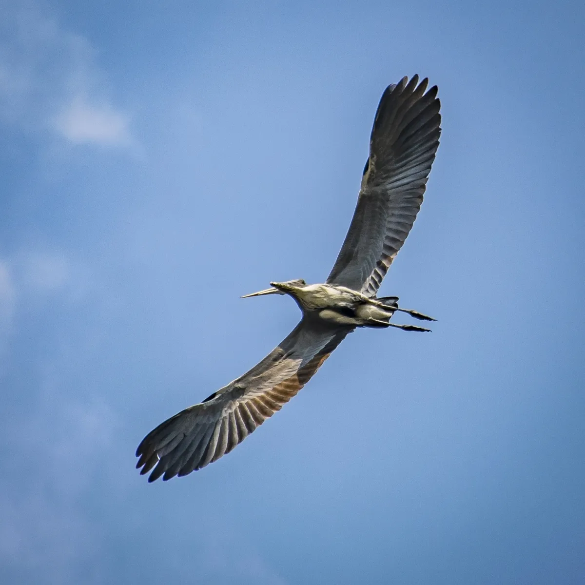 Gray heron gliding with wings spread against a blue sky